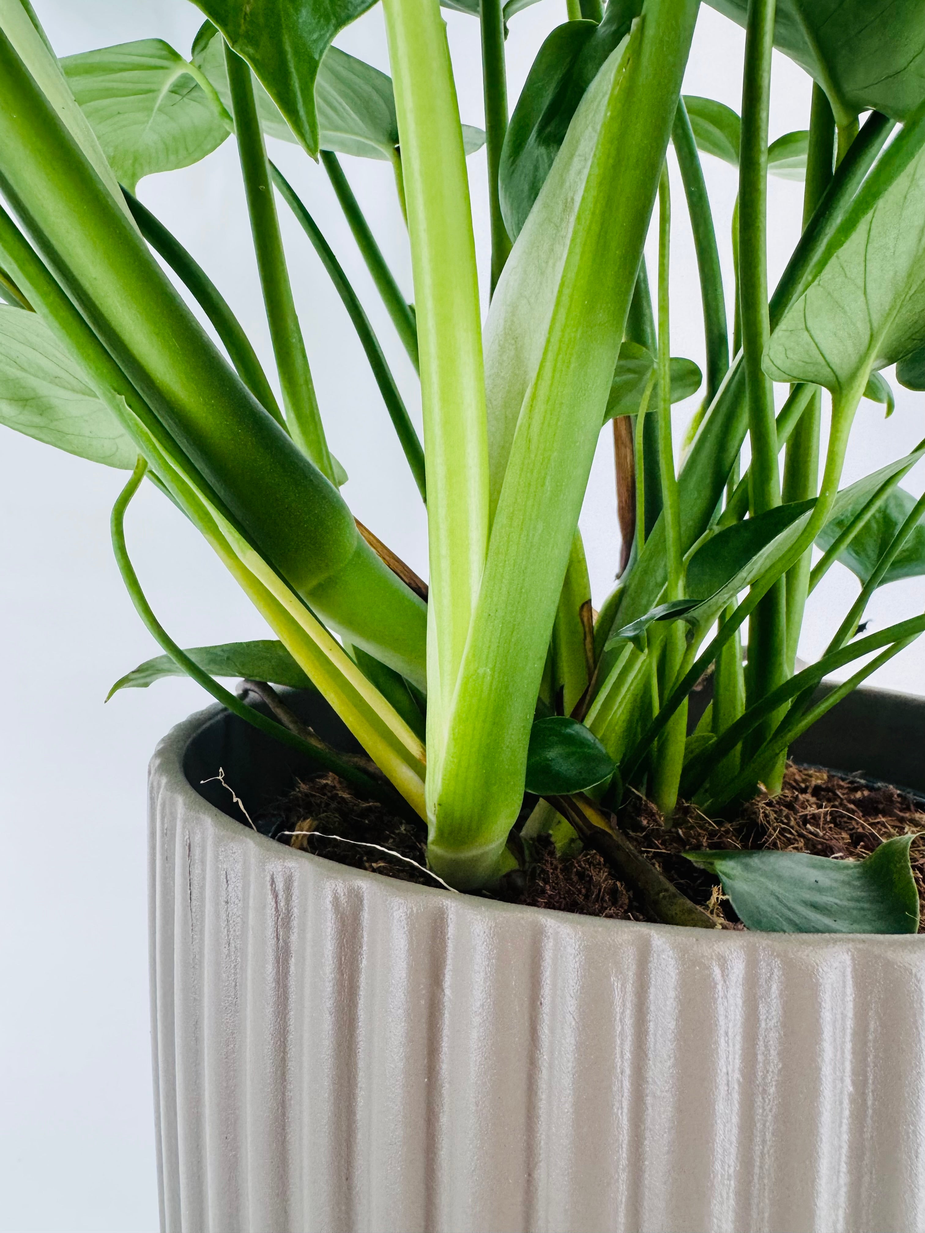 MONSTERA DELICIOSA M24