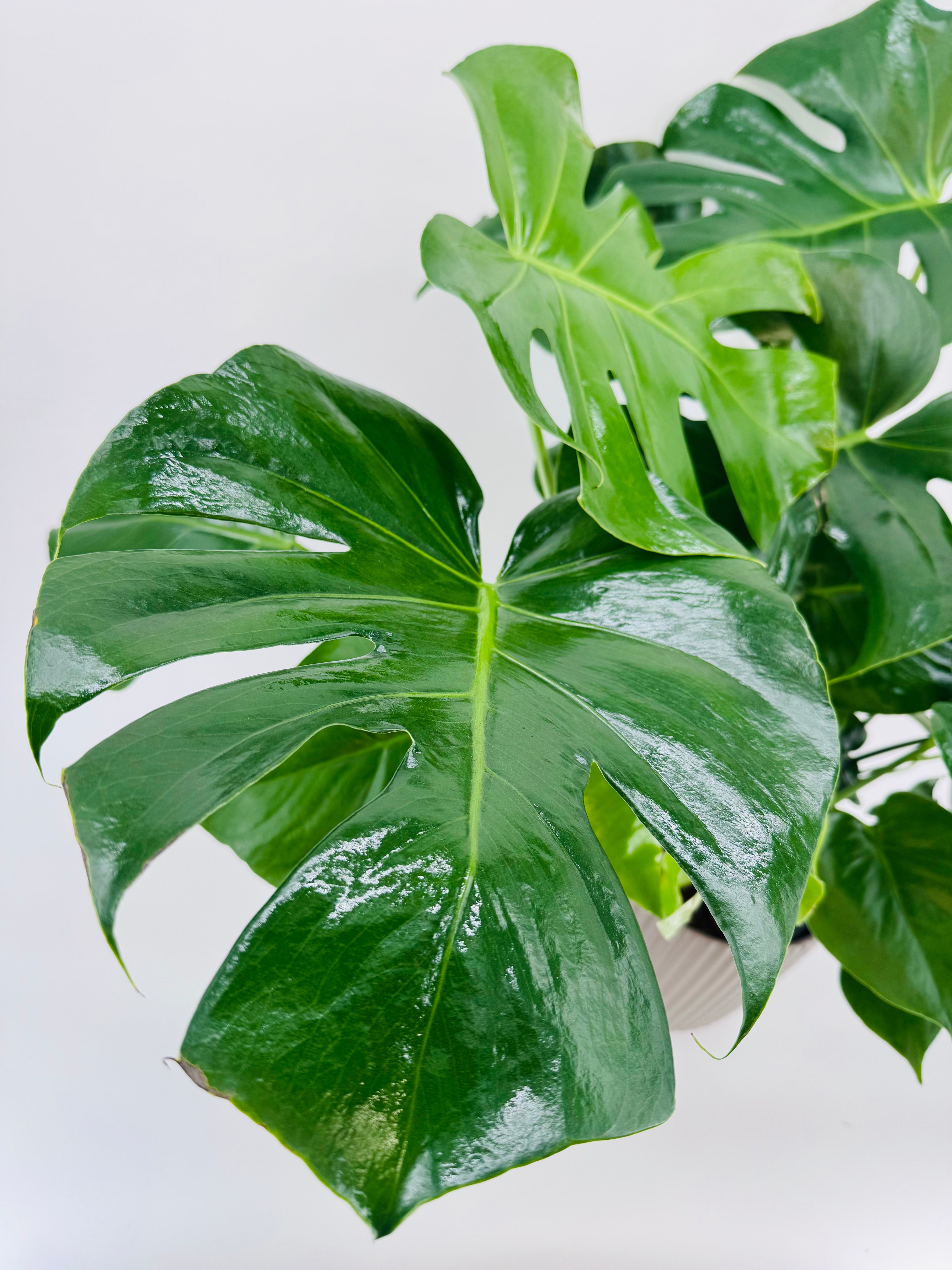 MONSTERA DELICIOSA M24