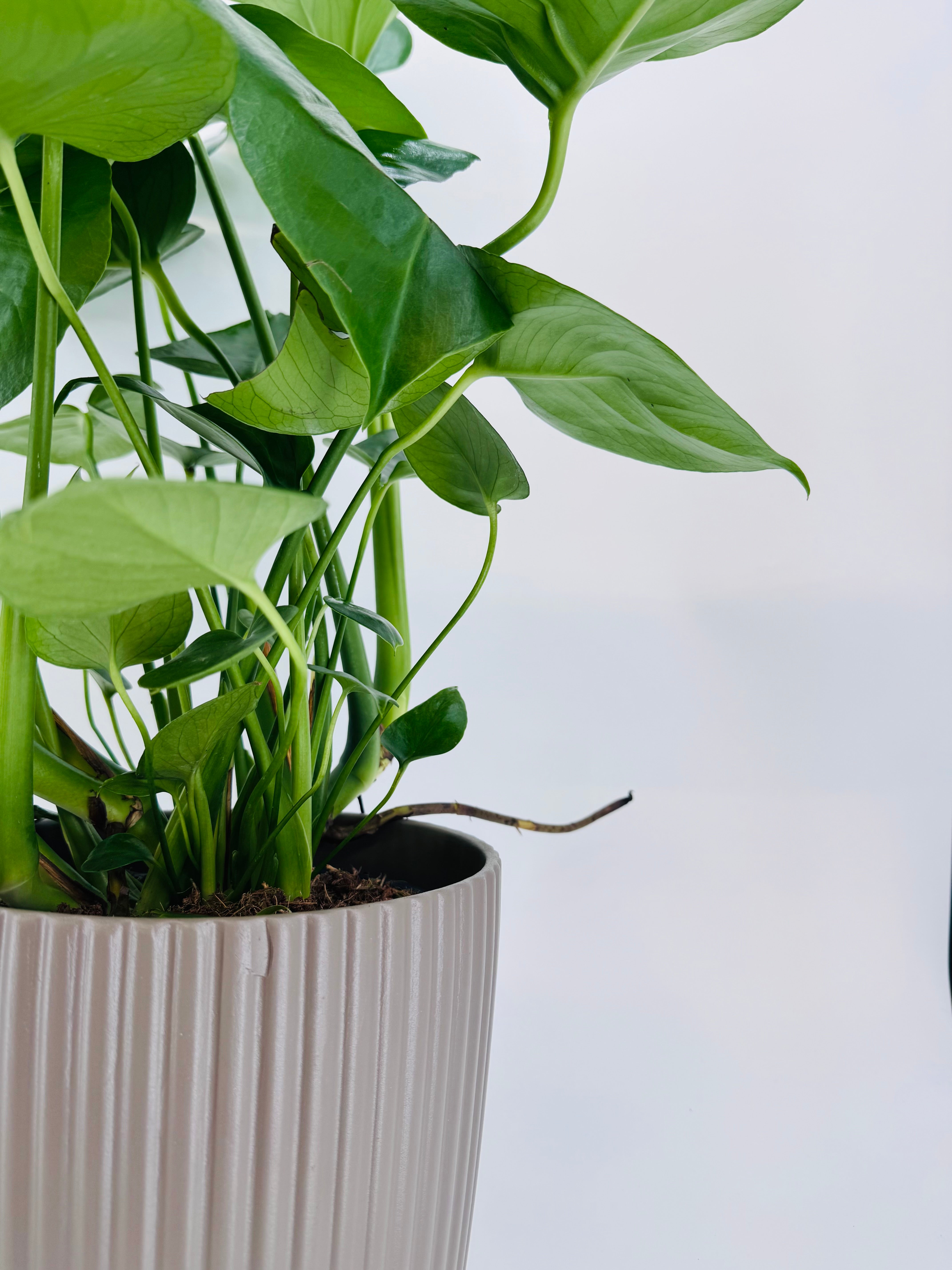 MONSTERA DELICIOSA M24