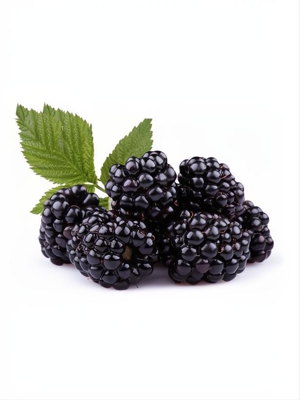 MORA NEGRA 3L RUBUS FRUTICOSUS