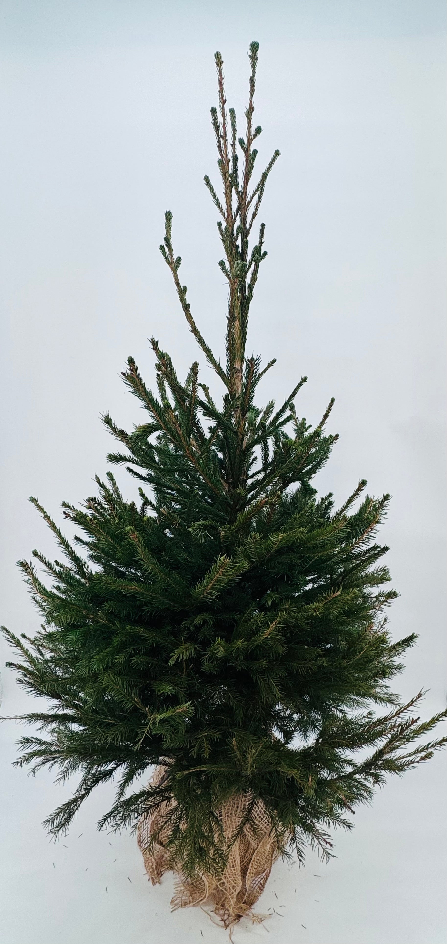 PICEA ABIES EXCELSA 10L 125/150