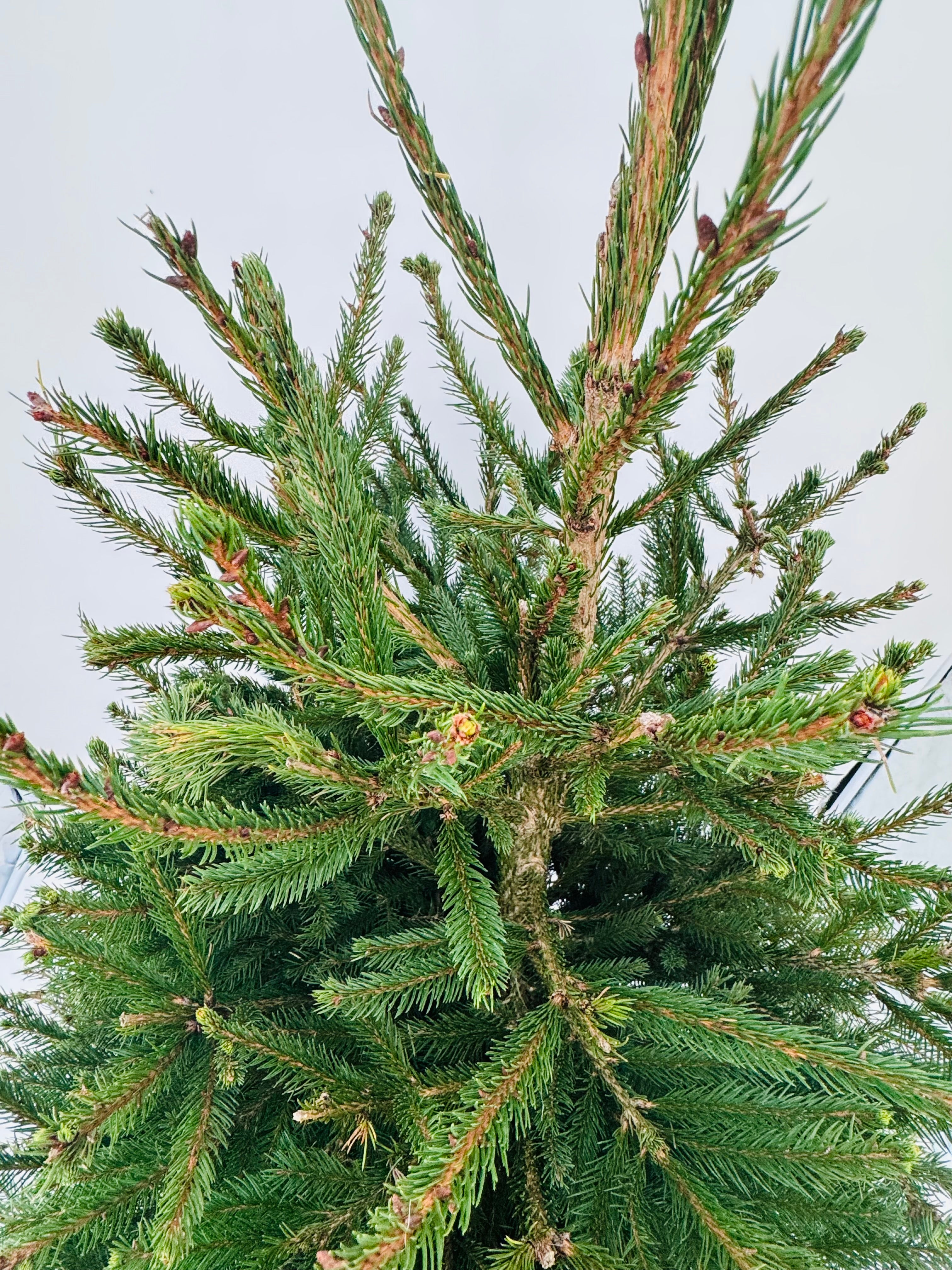 PICEA ABIES EXCELSA 10L 125/150