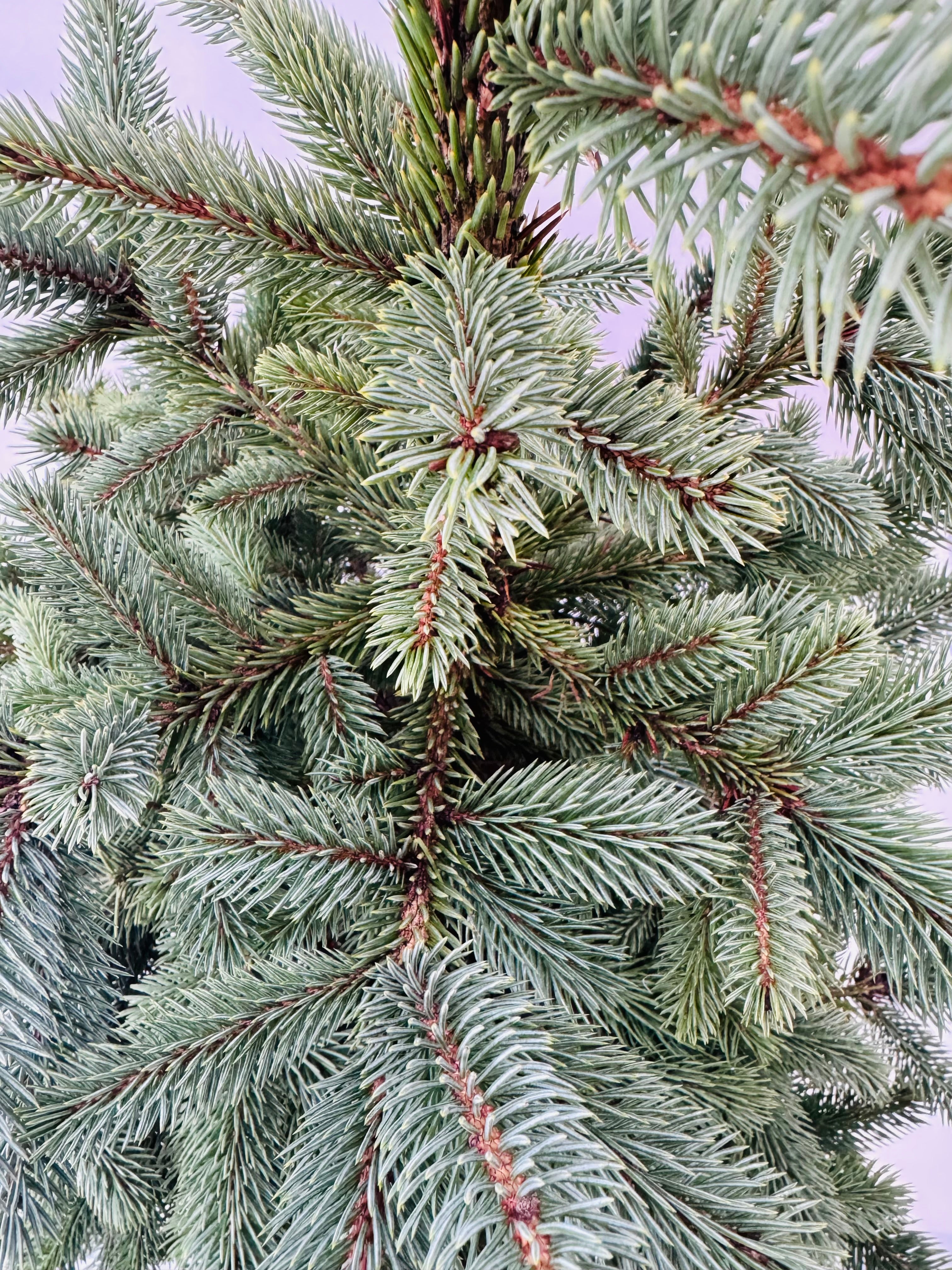 PICEA PUNGENS BLUE 125/150