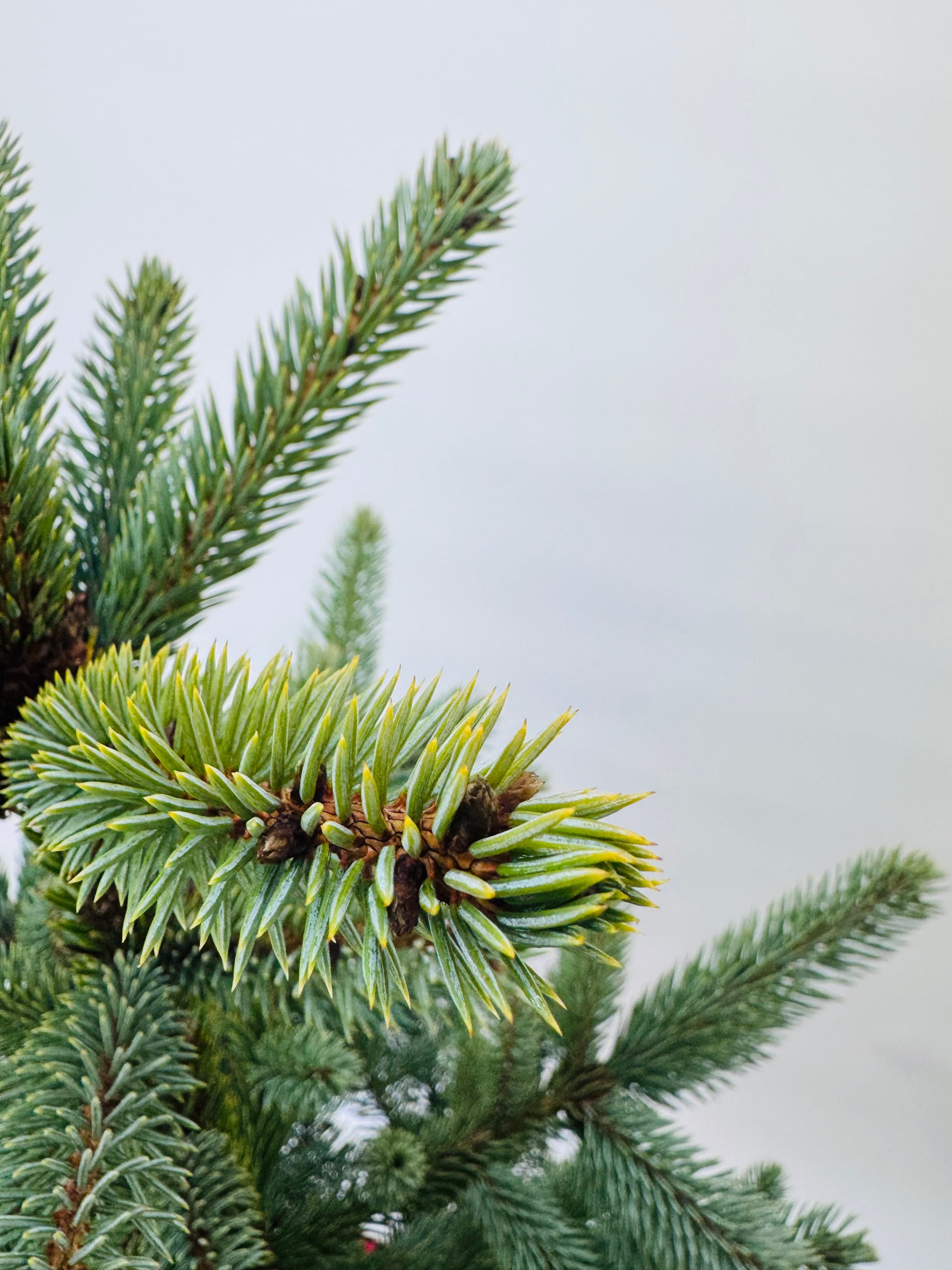 PICEA PUNGENS BLUE 125/150