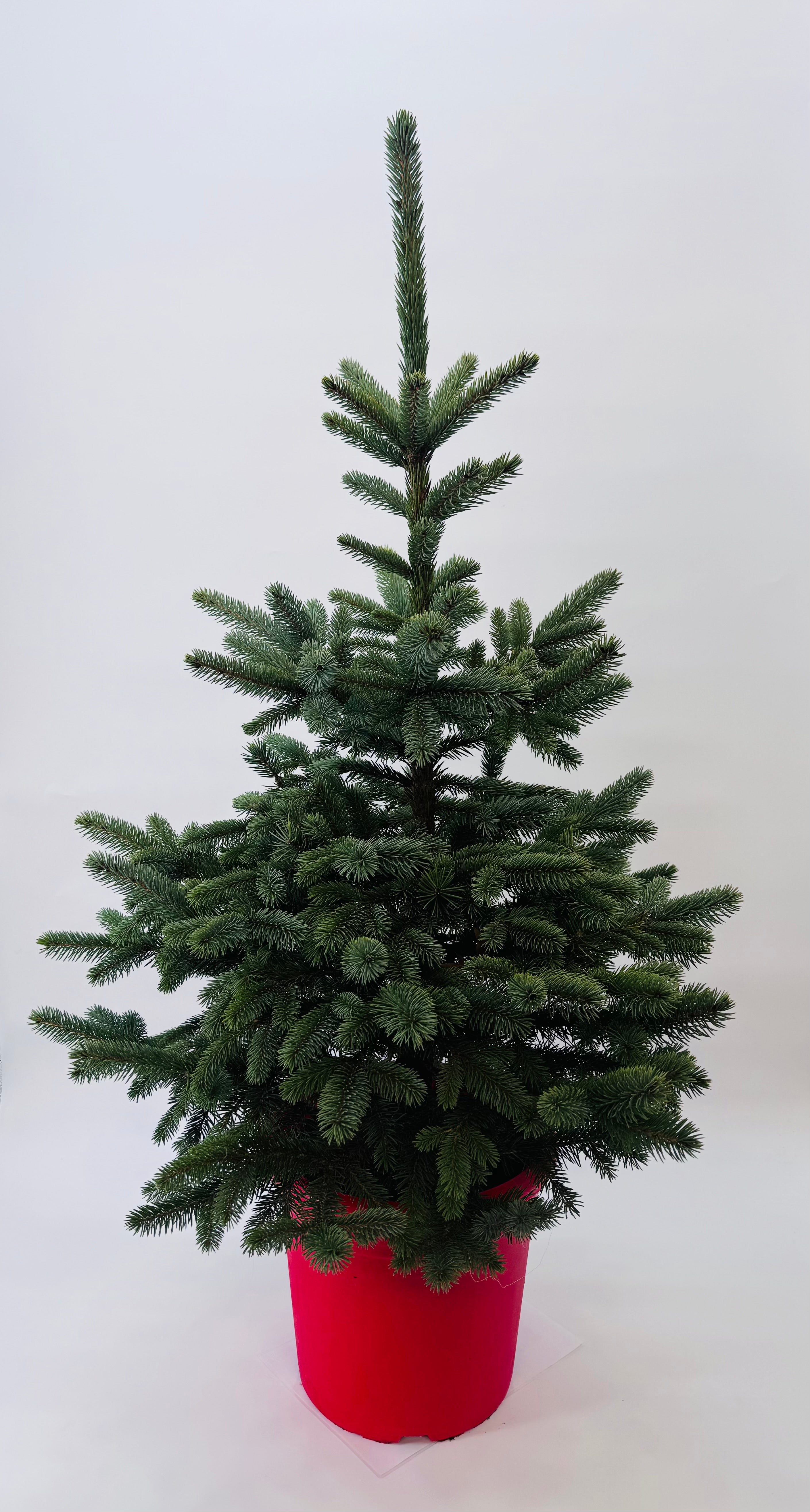 PICEA PUNGENS BLUE 125/150