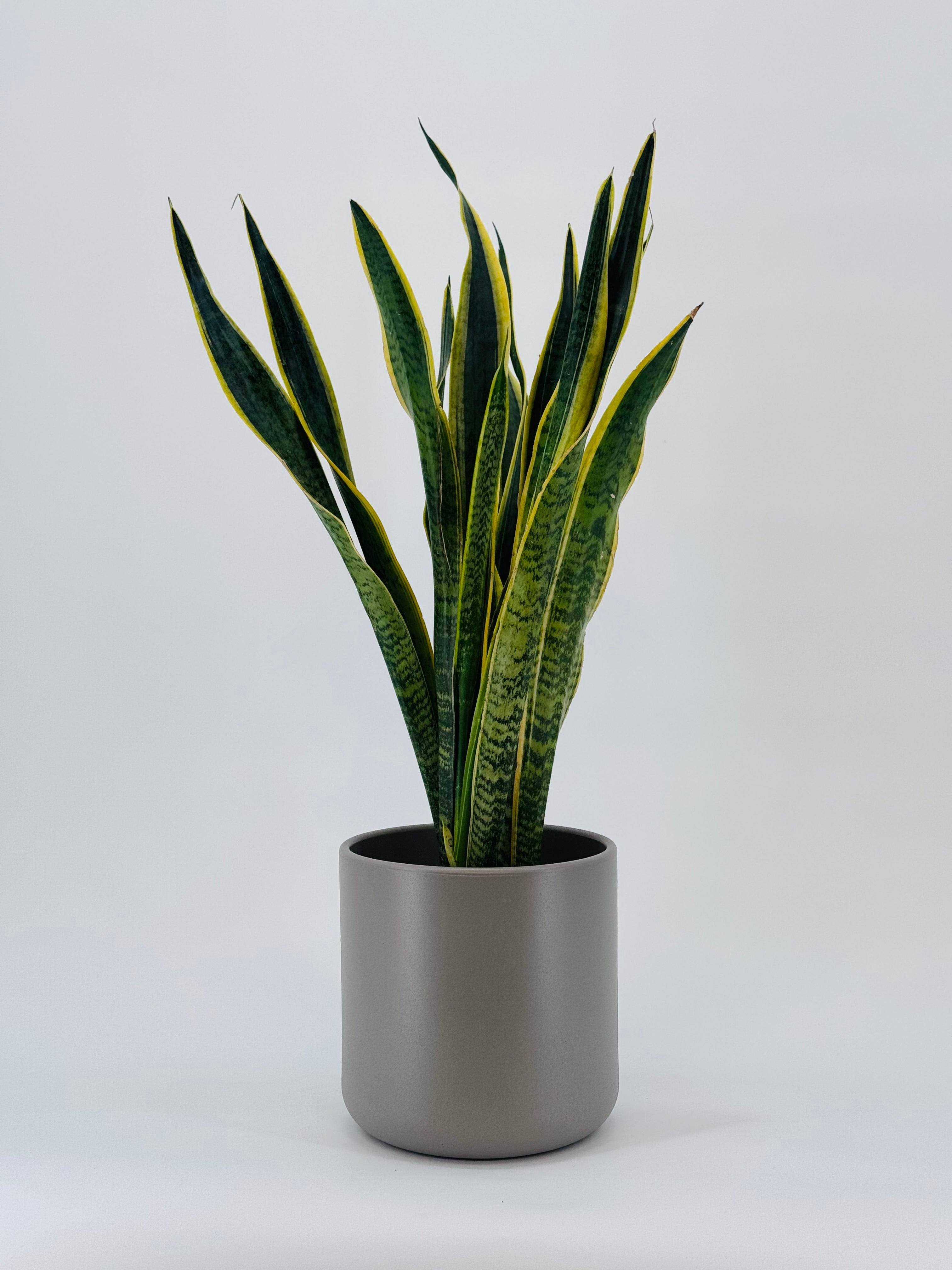 SANSEVIERIA LAURENTII M17