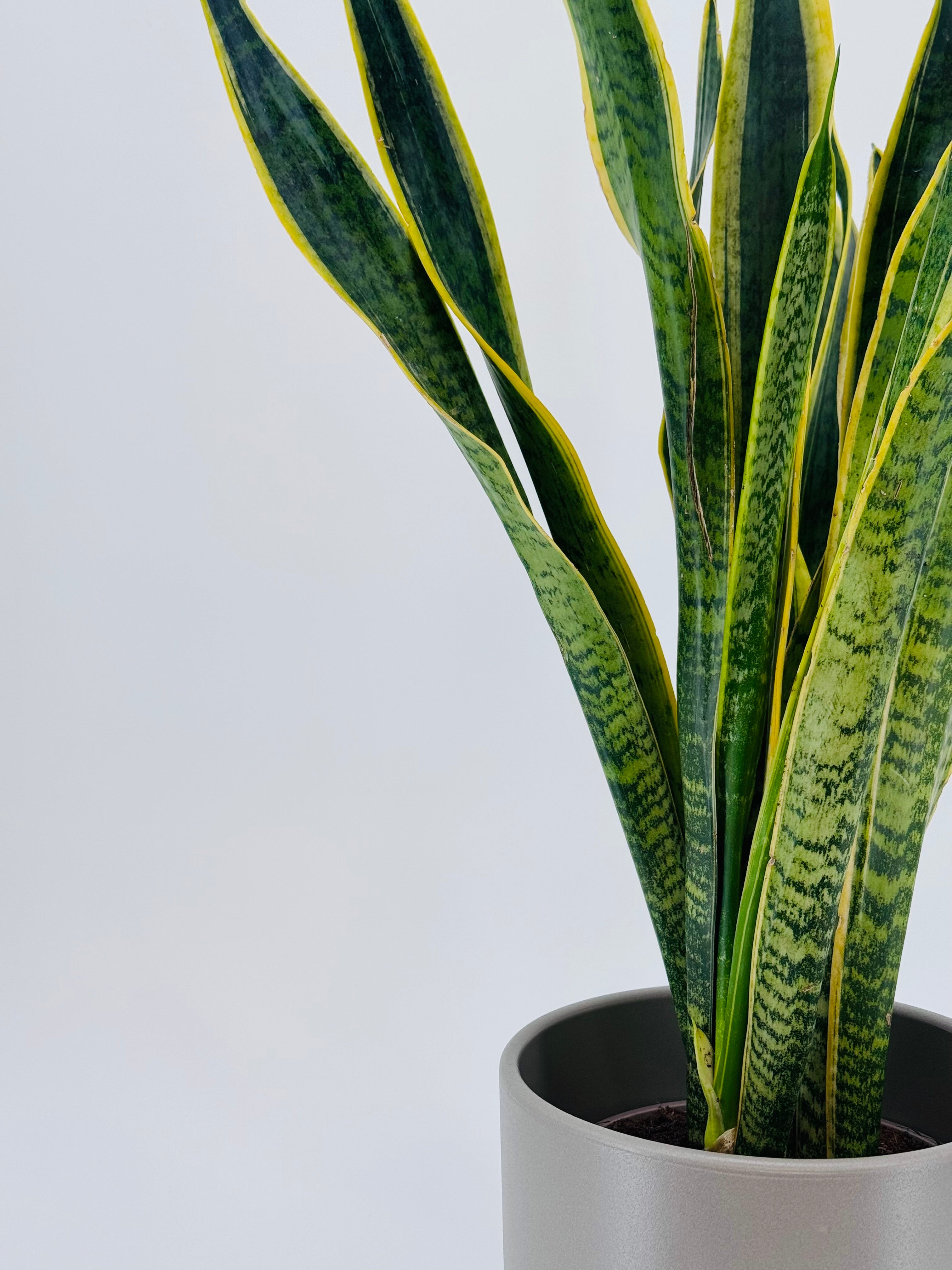 SANSEVIERIA LAURENTII M17