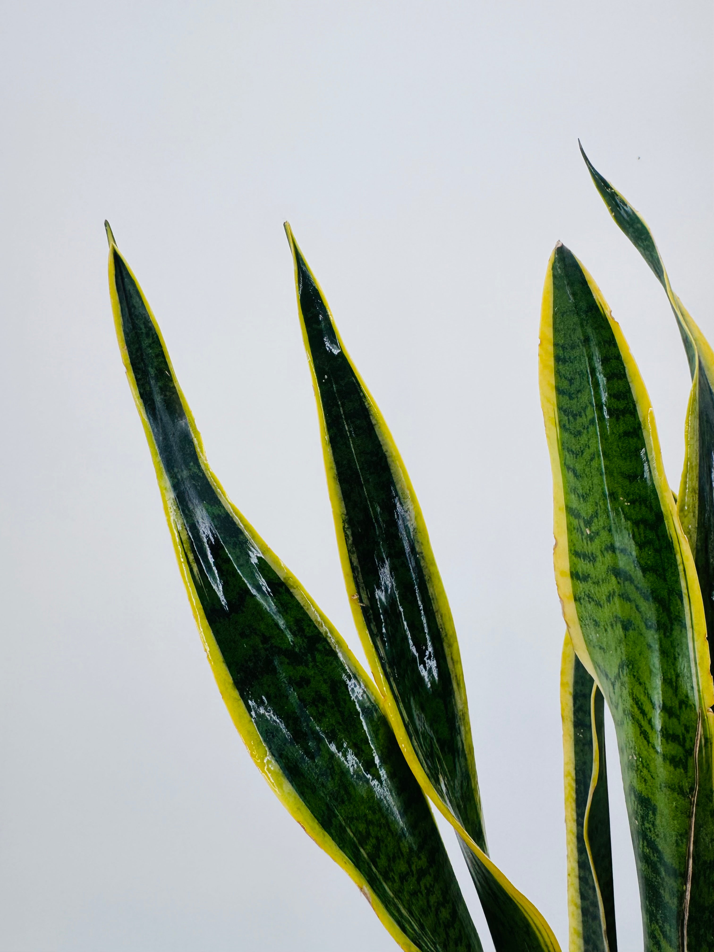 SANSEVIERIA LAURENTII M17
