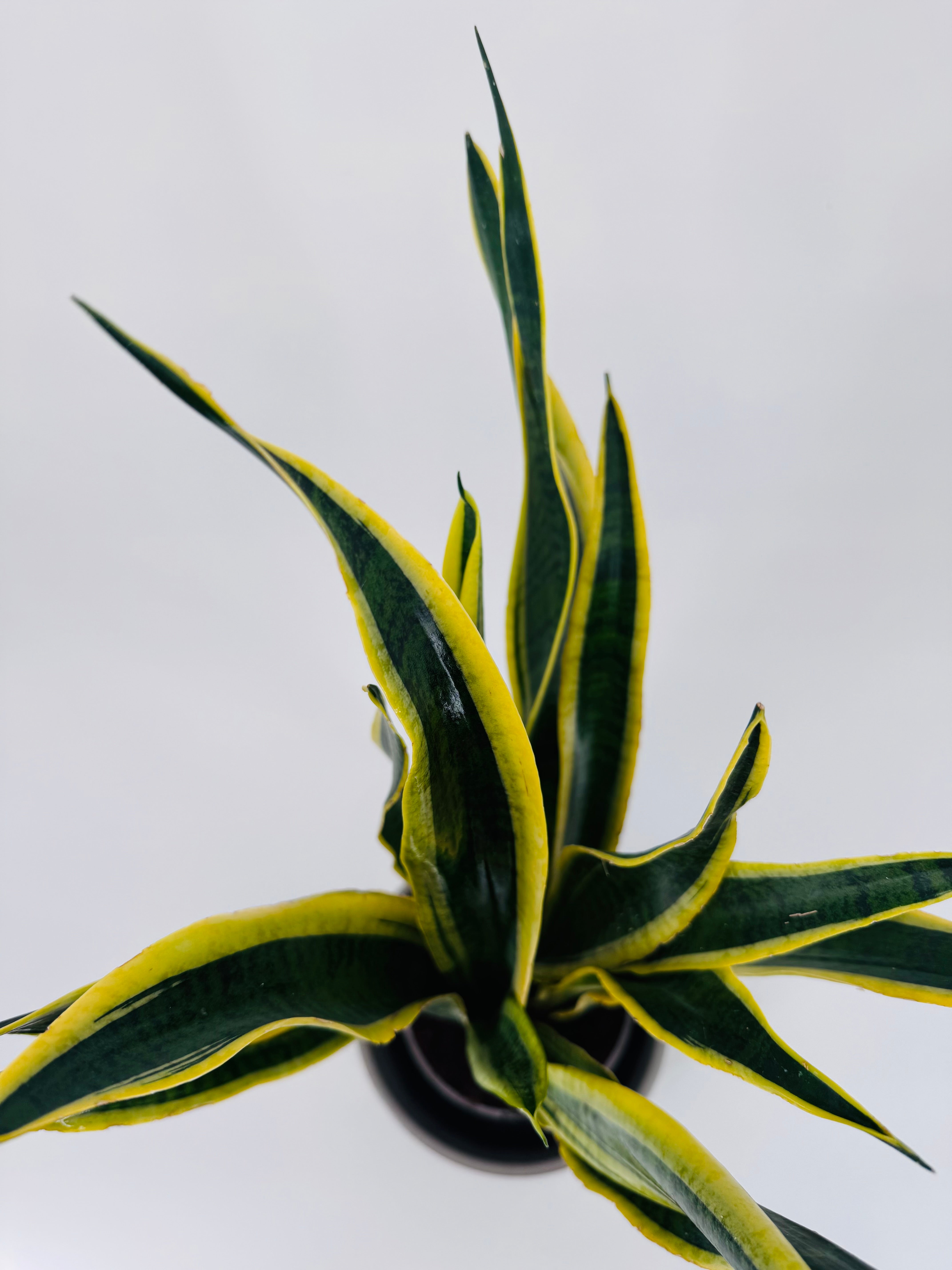SANSEVIERIA LAURENTII M17