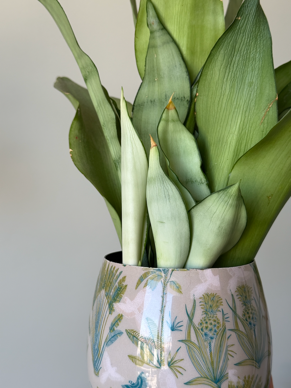 SANSEVIERIA TRI. MOONSHINE M9