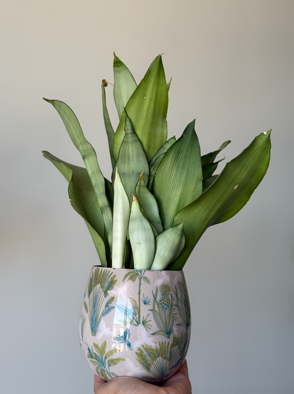 SANSEVIERIA TRI. MOONSHINE M9
