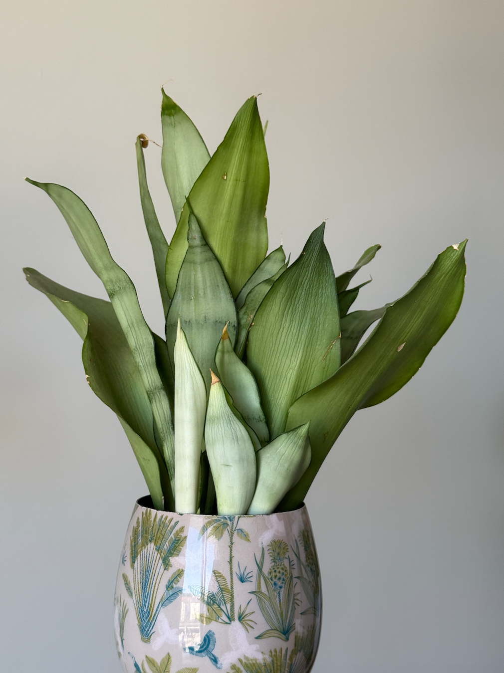 Sansevieria Moonshine con hojas erguidas de color verde plateado en una maceta decorativa estampada.