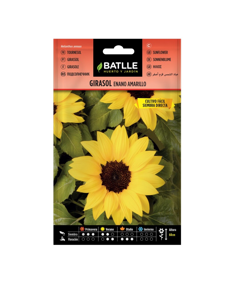 GIRASOL ENANO AMARILLO