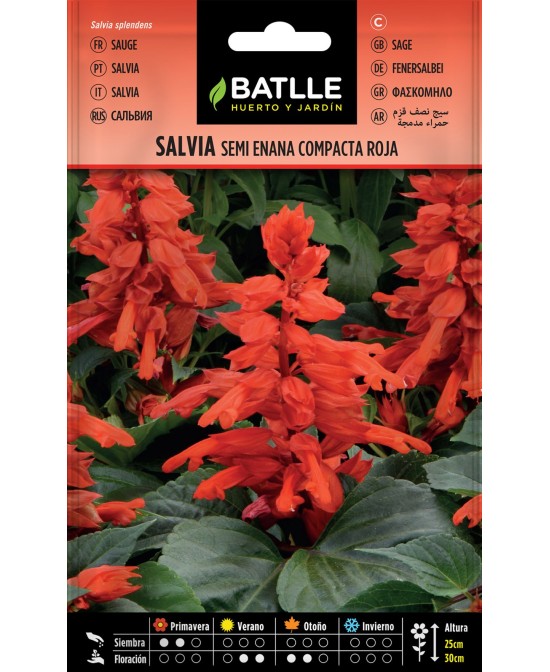 SALVIA SEMI ENANA COMPAC ROJA