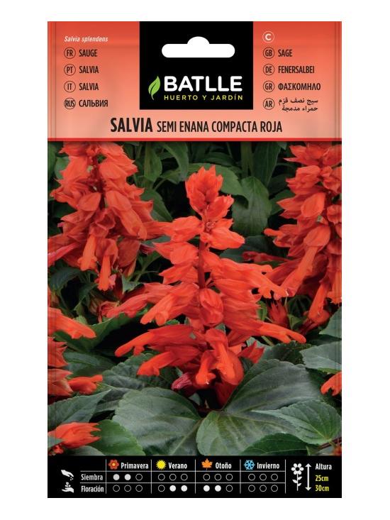SALVIA SEMI ENANA COMPAC ROJA