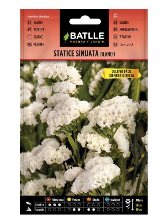 STATICE BLANCO