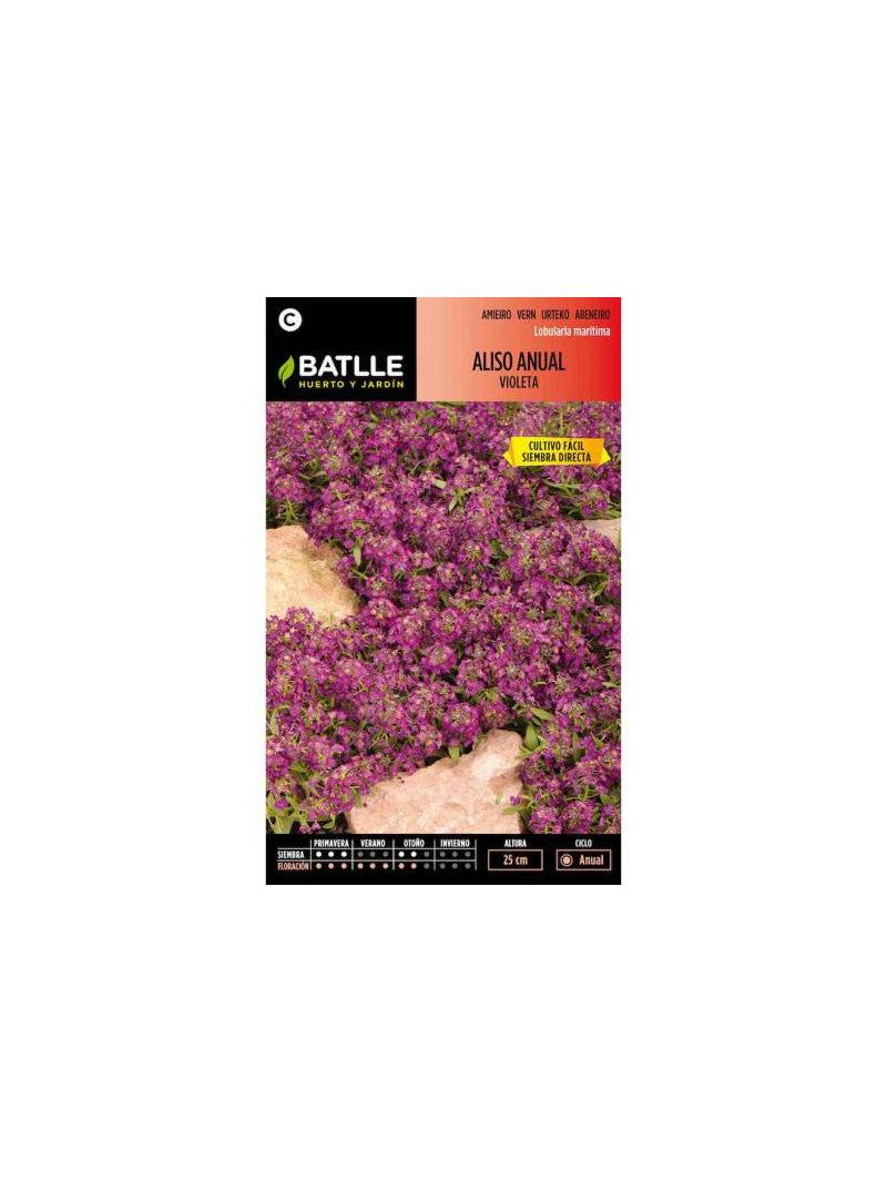ALISO ANUAL VIOLETA