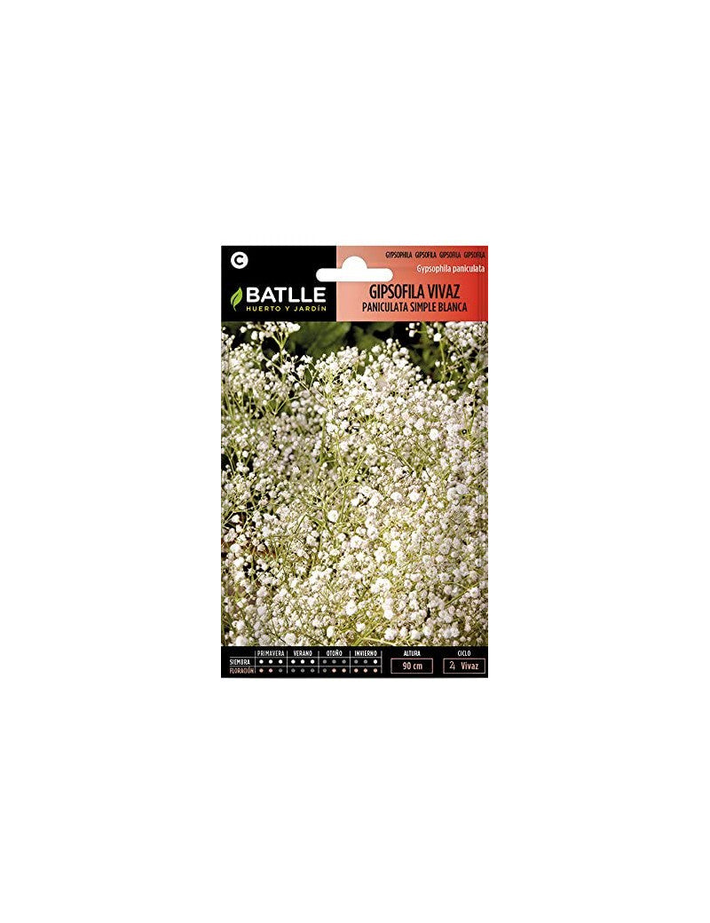 GIPSOFILA VIVAZ PANICULTA SIMPLE BLANCA