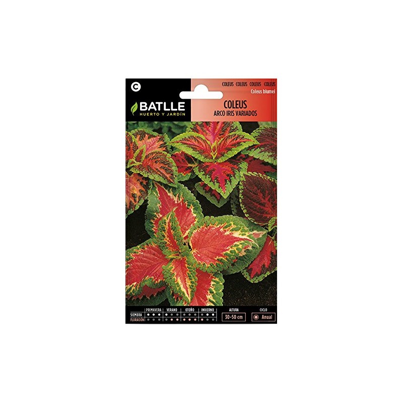 COLEUS ARCO IRIS VARIADO