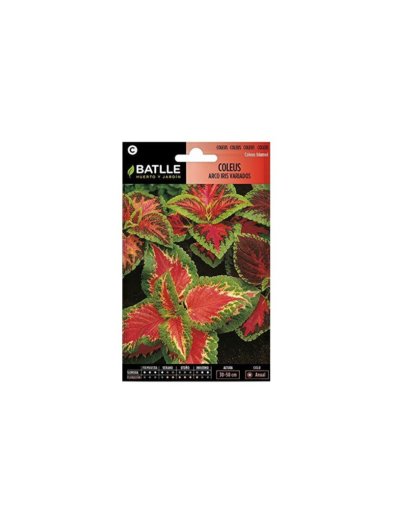 COLEUS ARCO IRIS VARIADO