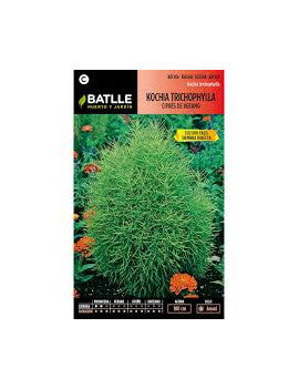 KOCHIA MIRABEL DE CIPRES