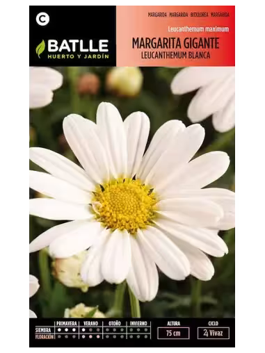MARGARITA GIGANTE LEUCATHEMUM BLANCA