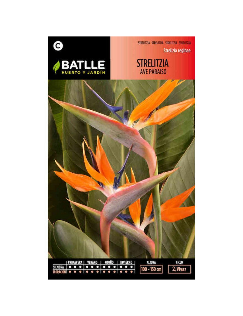 STRELITZIA AVE PARAISO