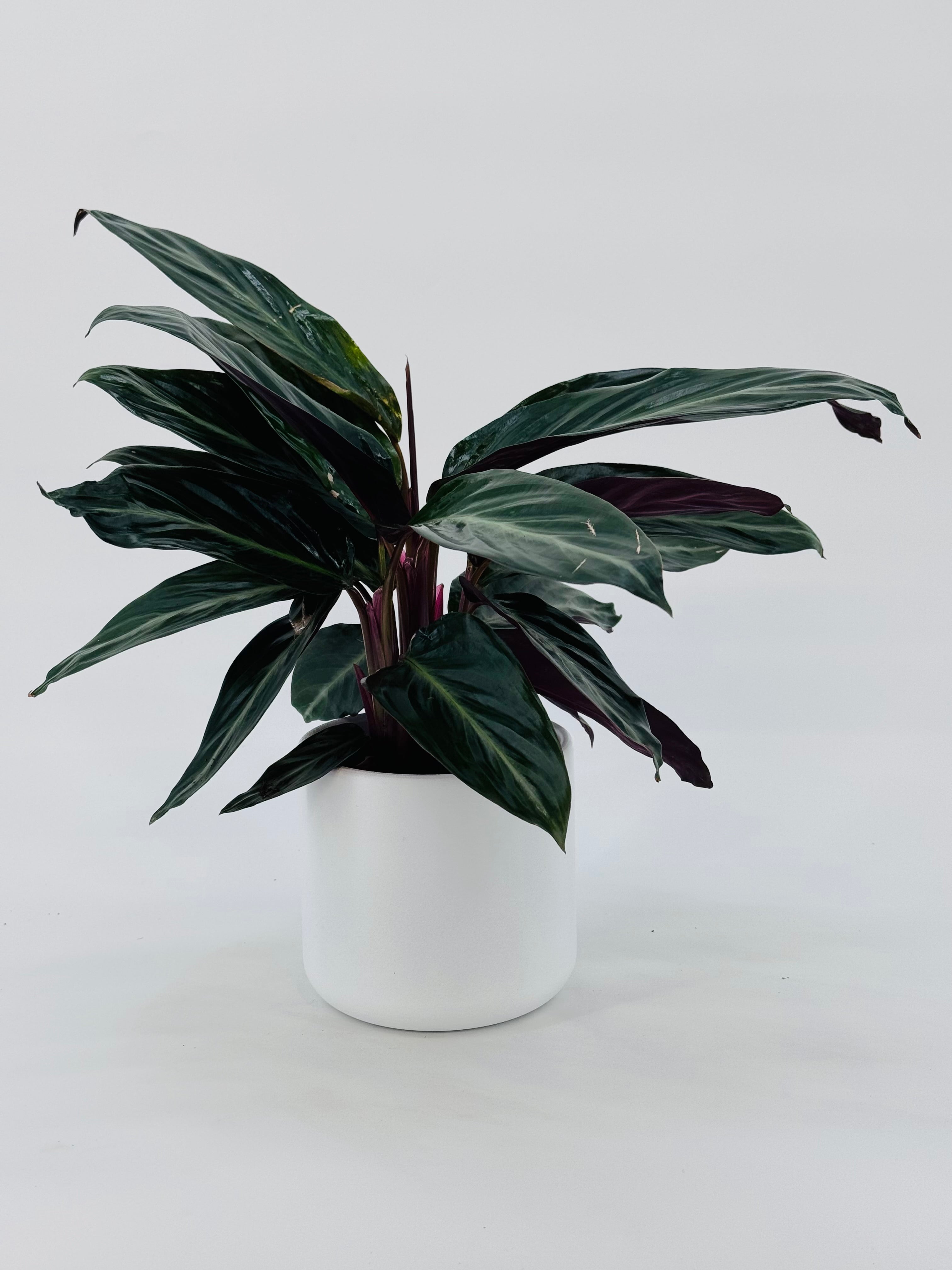 STROMANTHE SANG. STRIPESTAR M12