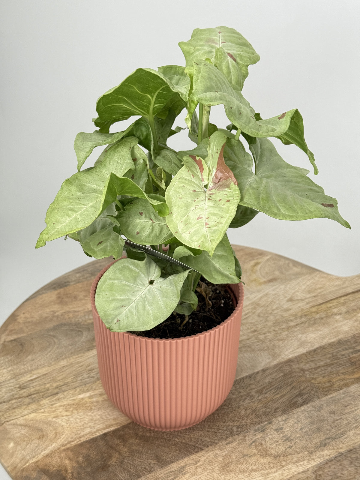 SYNGONIUM CONFETTI M12
