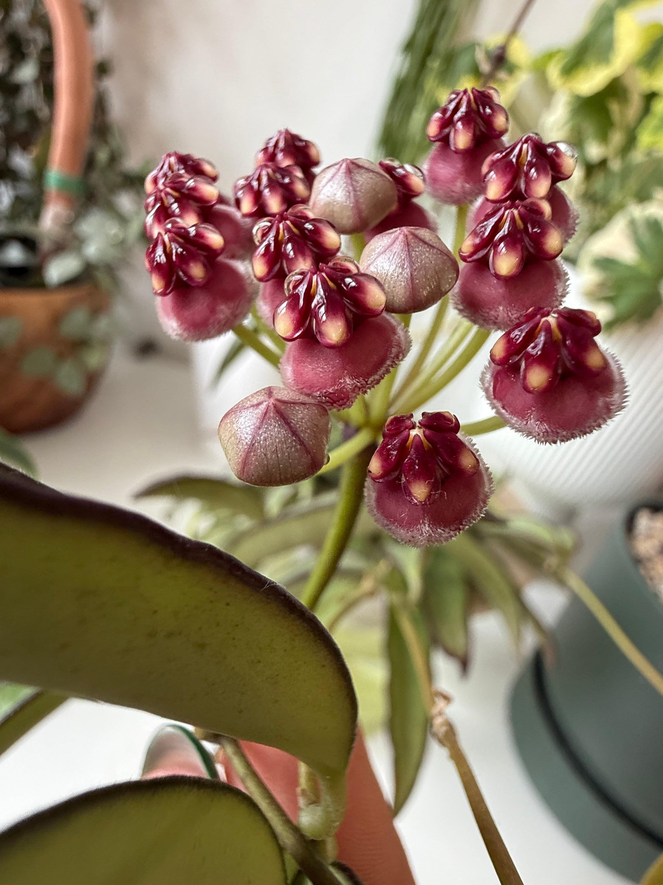 HOYA WAYETII M12