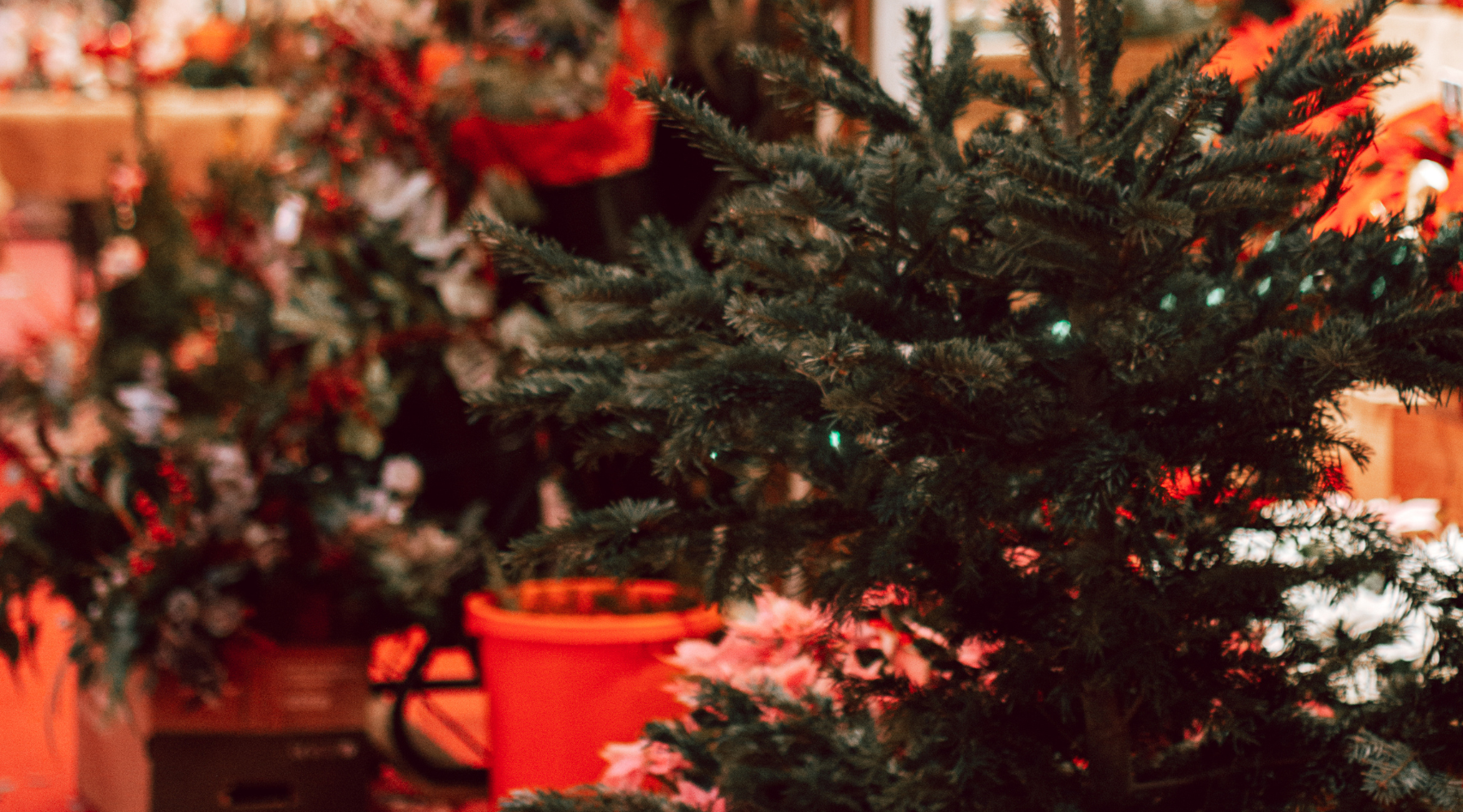 Cómo cuidar tus plantas navideñas