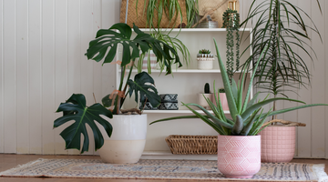 Cómo mantener tus plantas a salvo durante tus vacaciones