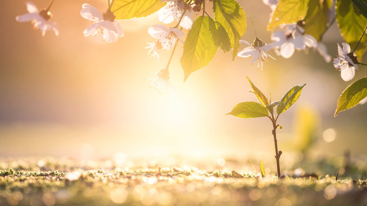 Qué plantar en primavera: guía fácil para llenar tu casa o jardín de vida