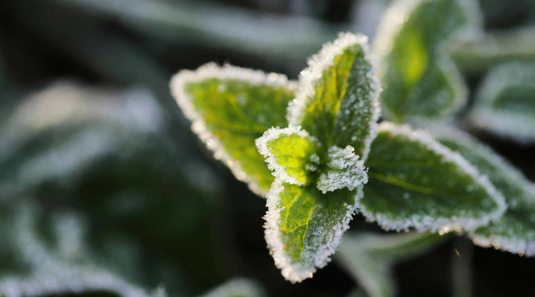 Plantas resistentes al frío
