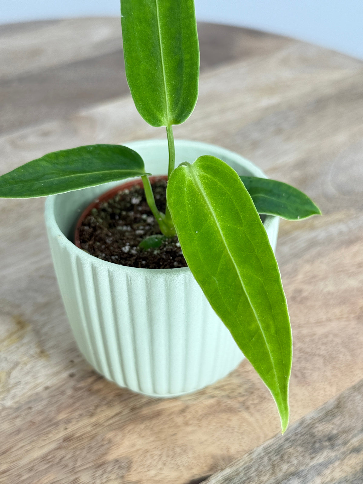 Plantas para espacios pequeños