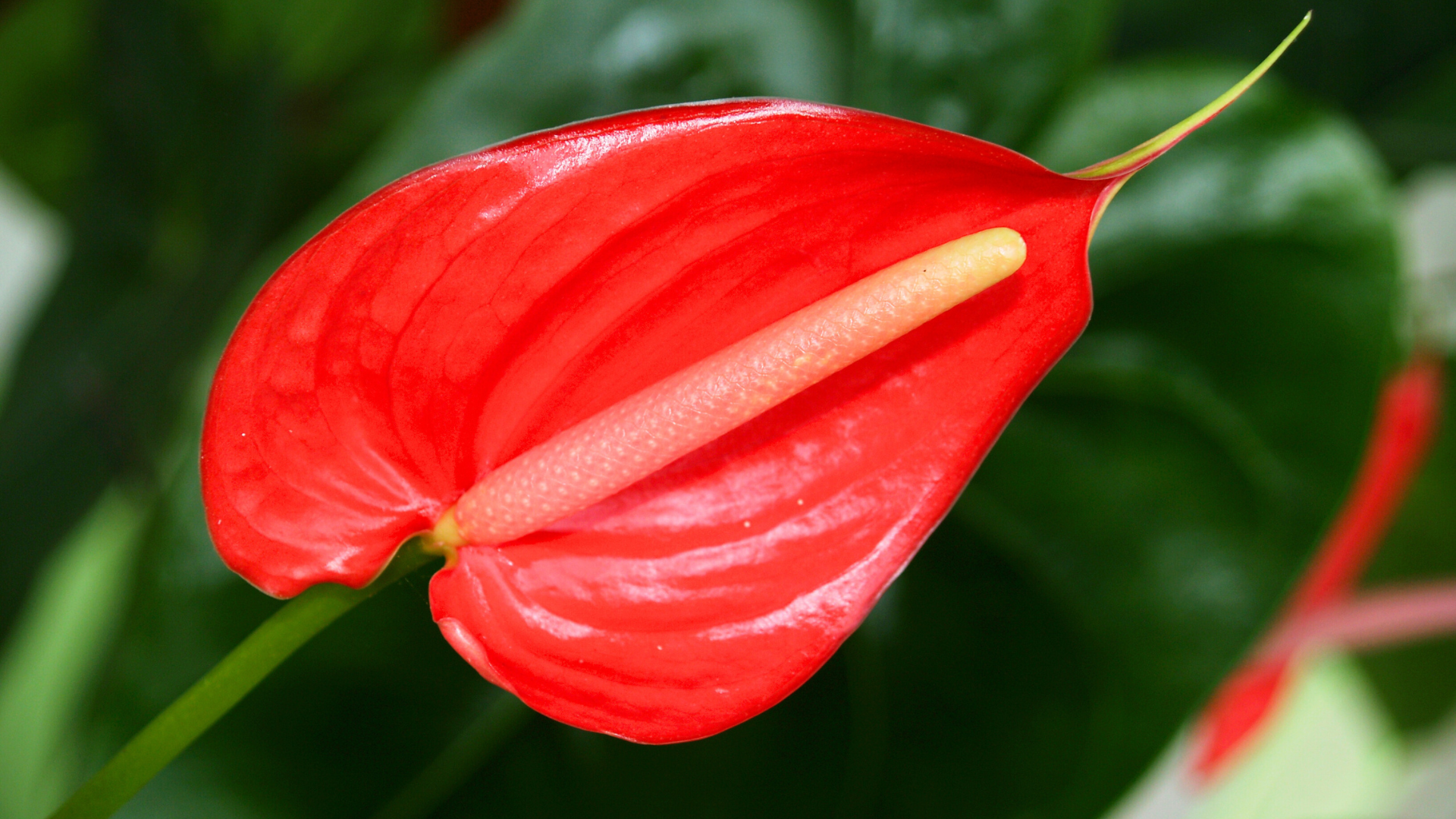 Anthuriums