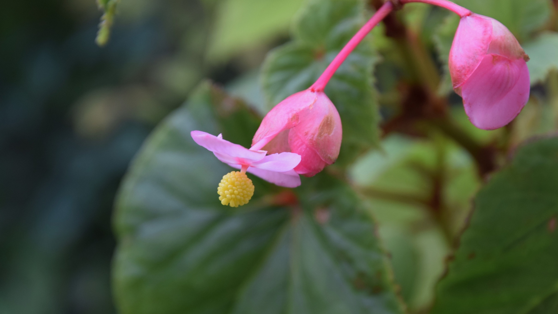 Begonia