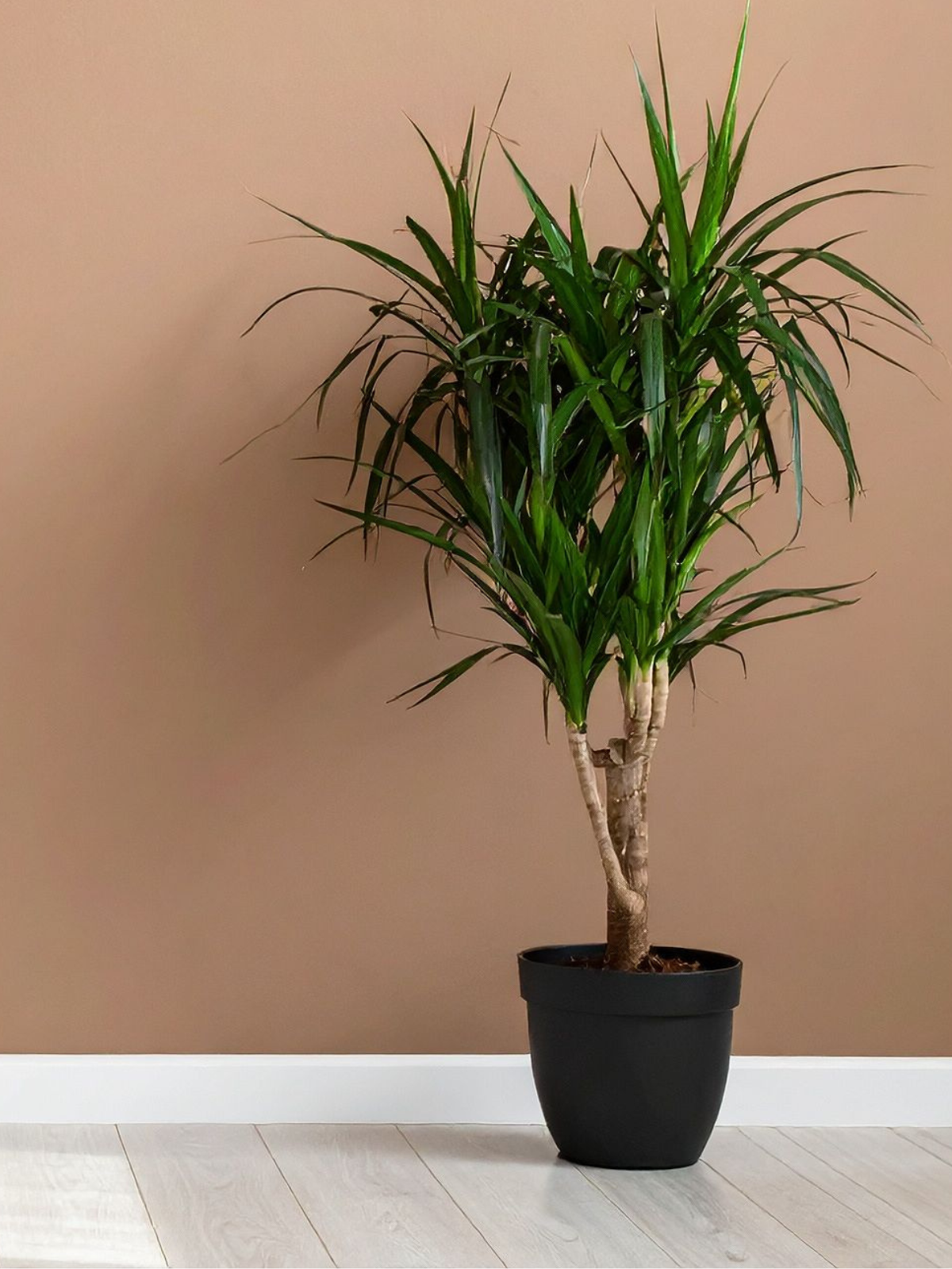 Plantas de fácil cuidado
