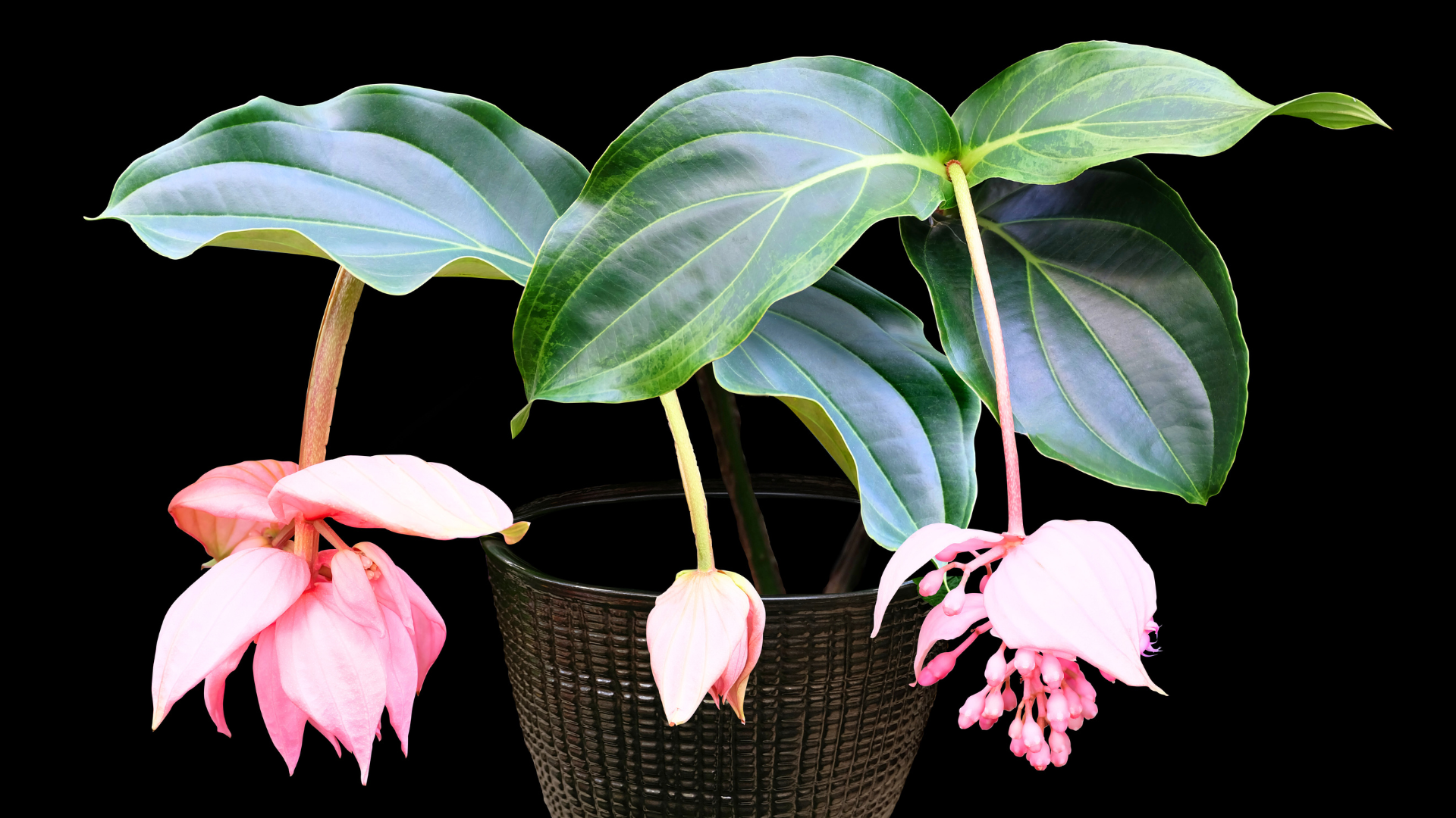 Planta interior con flor