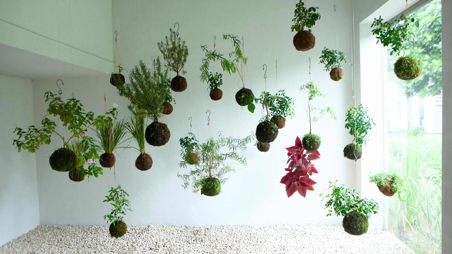 Plantas interior de colgar y trepadora