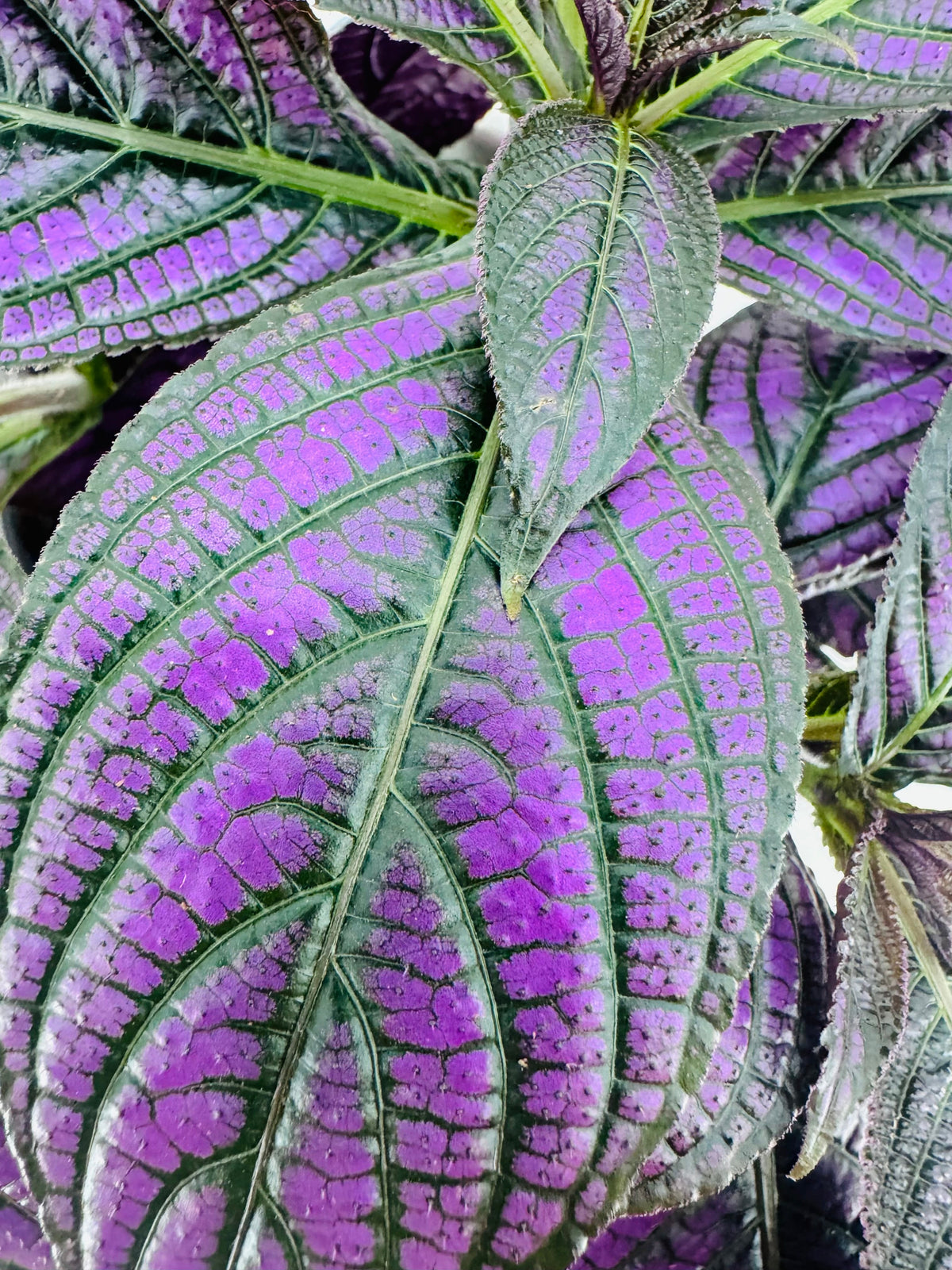 Planta Strobilanthes Dyeriana Metallica M13 con hojas alargadas de tonos púrpuras iridiscentes y verdes profundos.