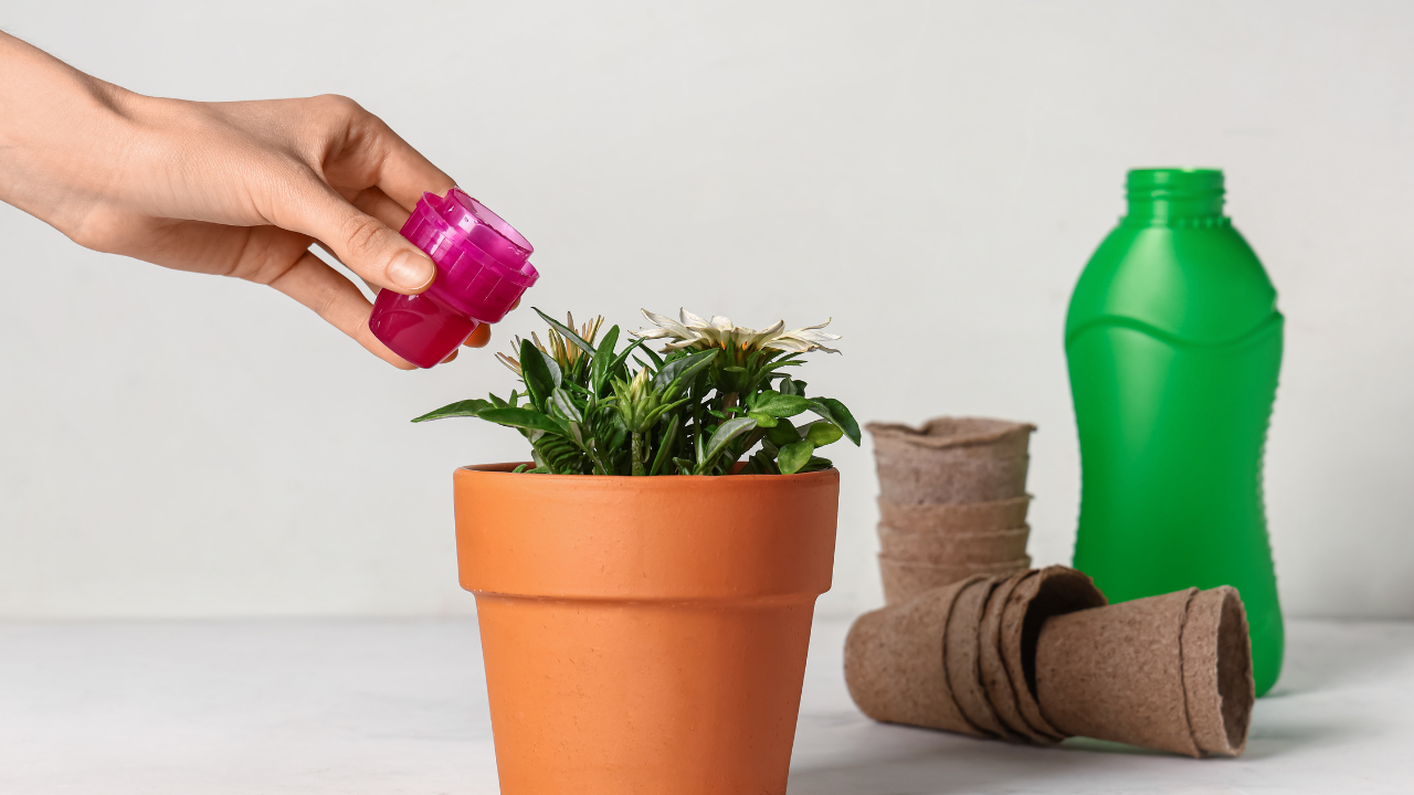 Hormonas y estimulantes