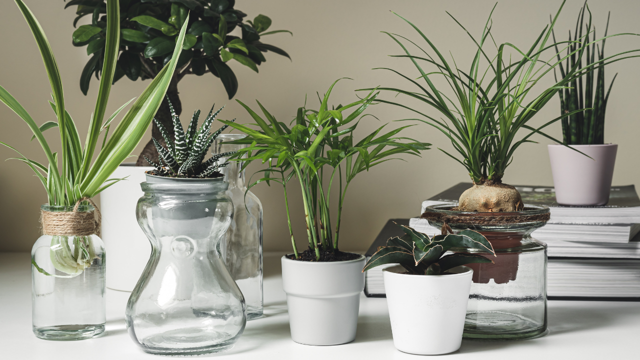 Planta mini