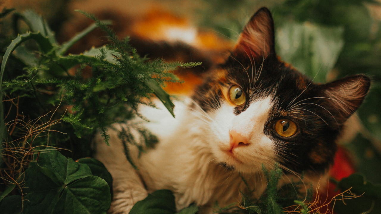 Plantas Pet-friendly