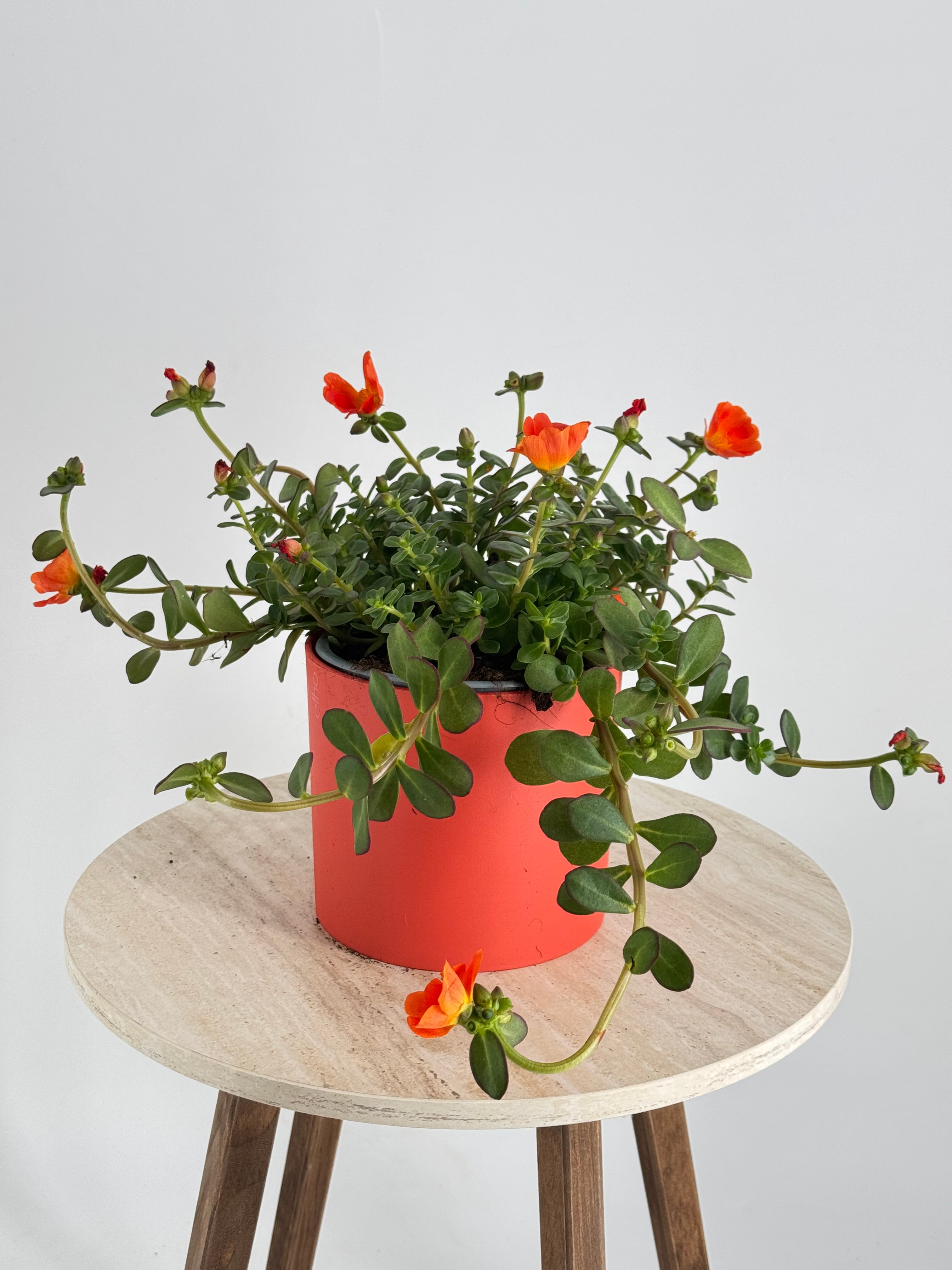 PORTULACA GRANDIFLORA M13
