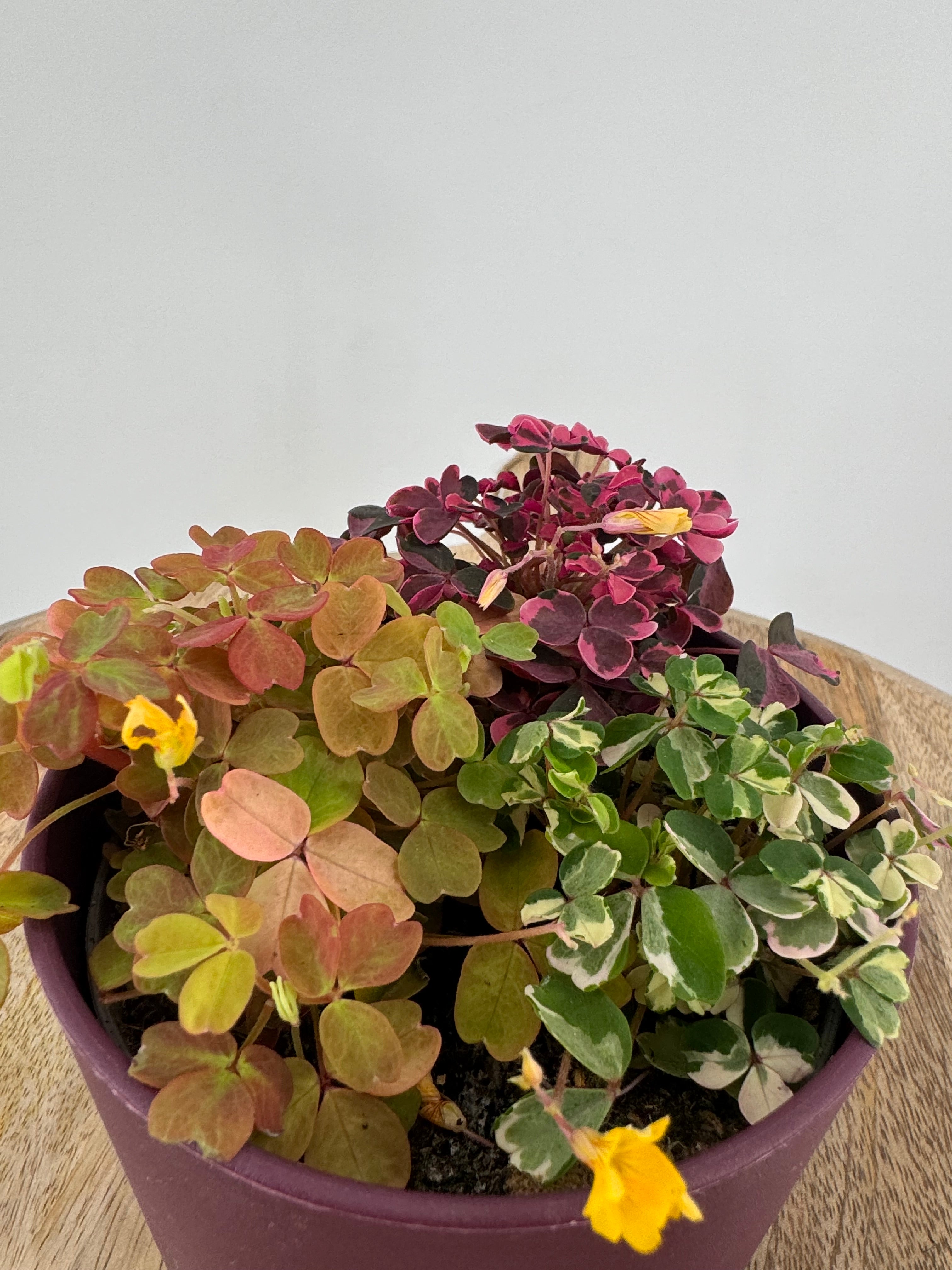 OXALIS CRAZY PLUM M10