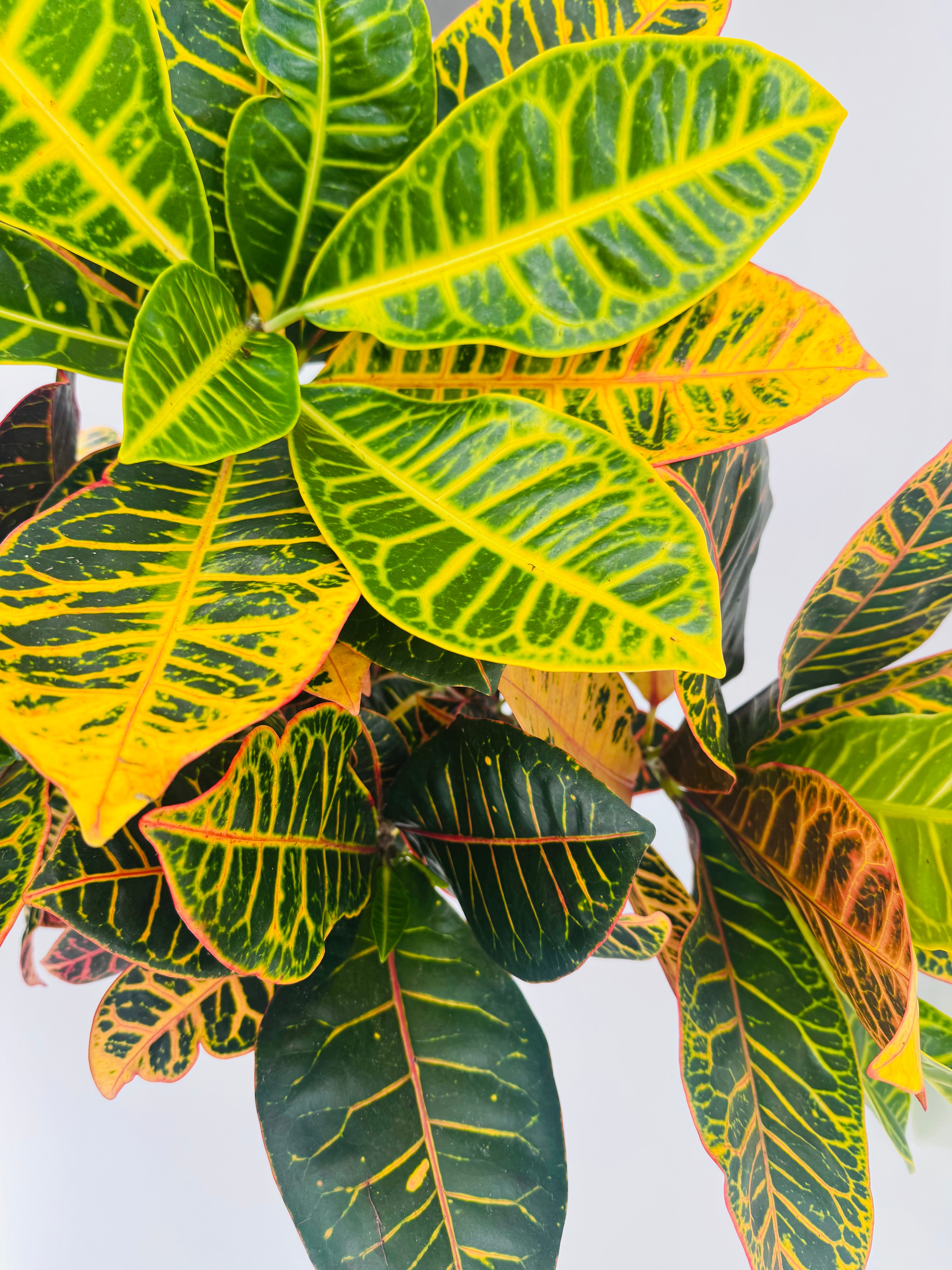 CROTON PETRA RAMIFICADO C20