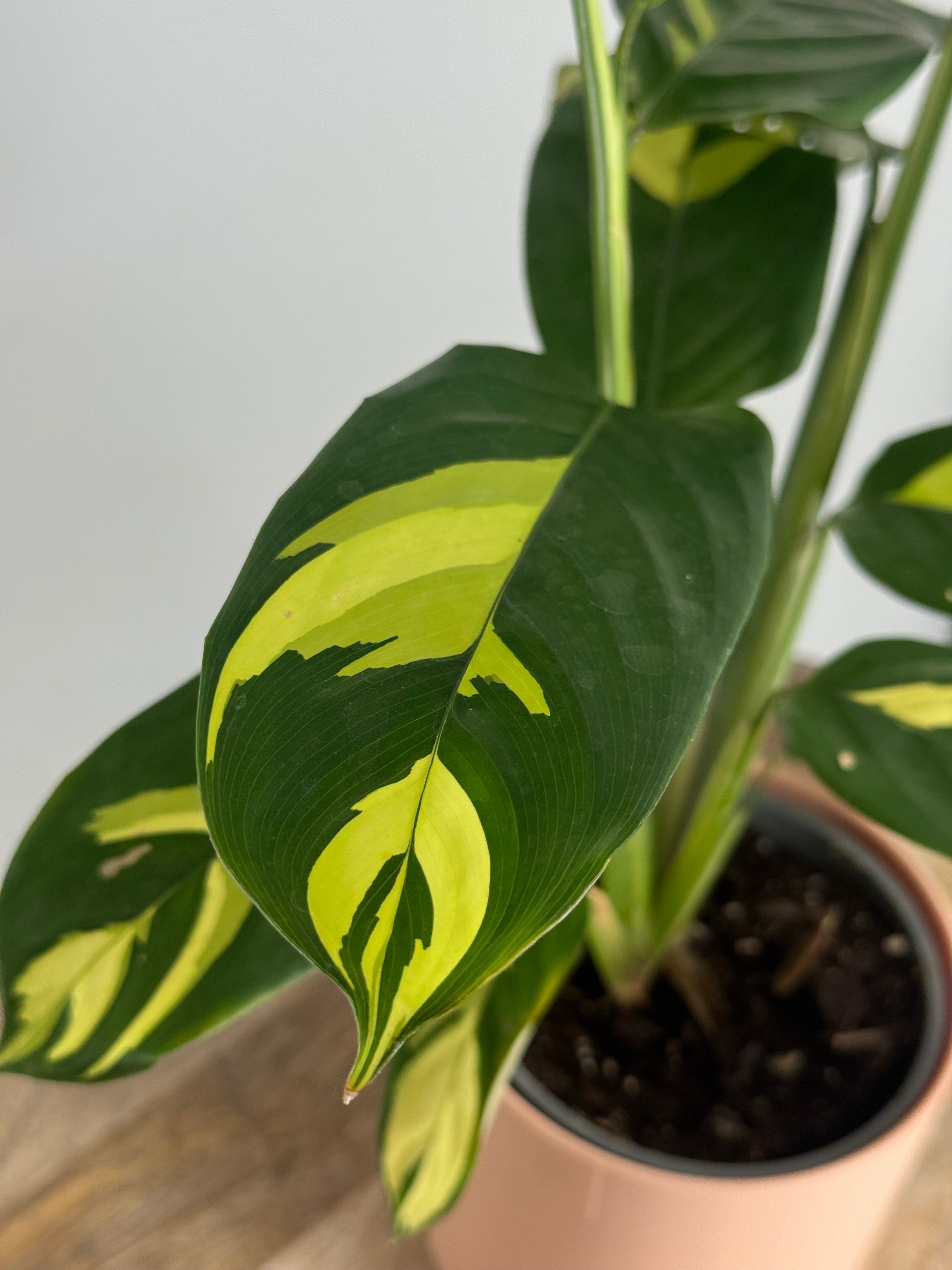 CALATHEA PILOSA M12