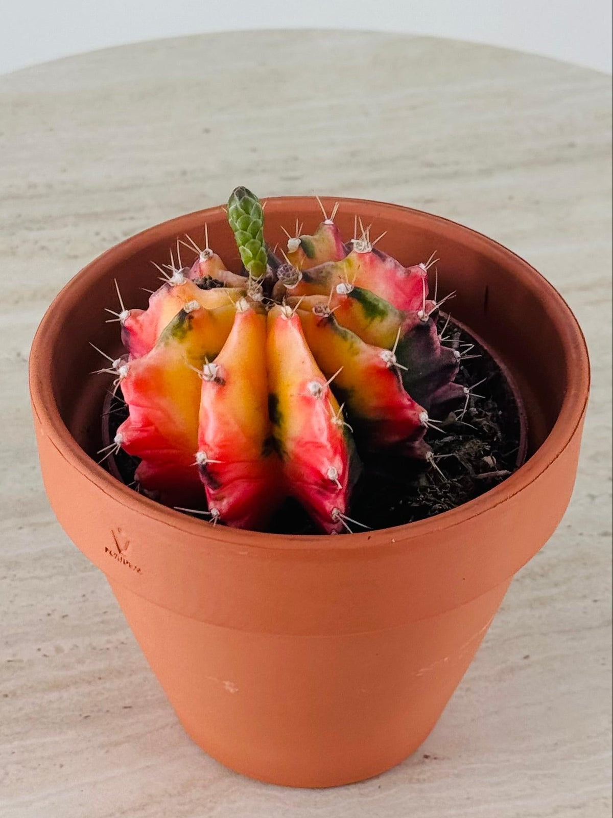 GYMNOCALYCIUM MILHANOVICHII KOI M8,5