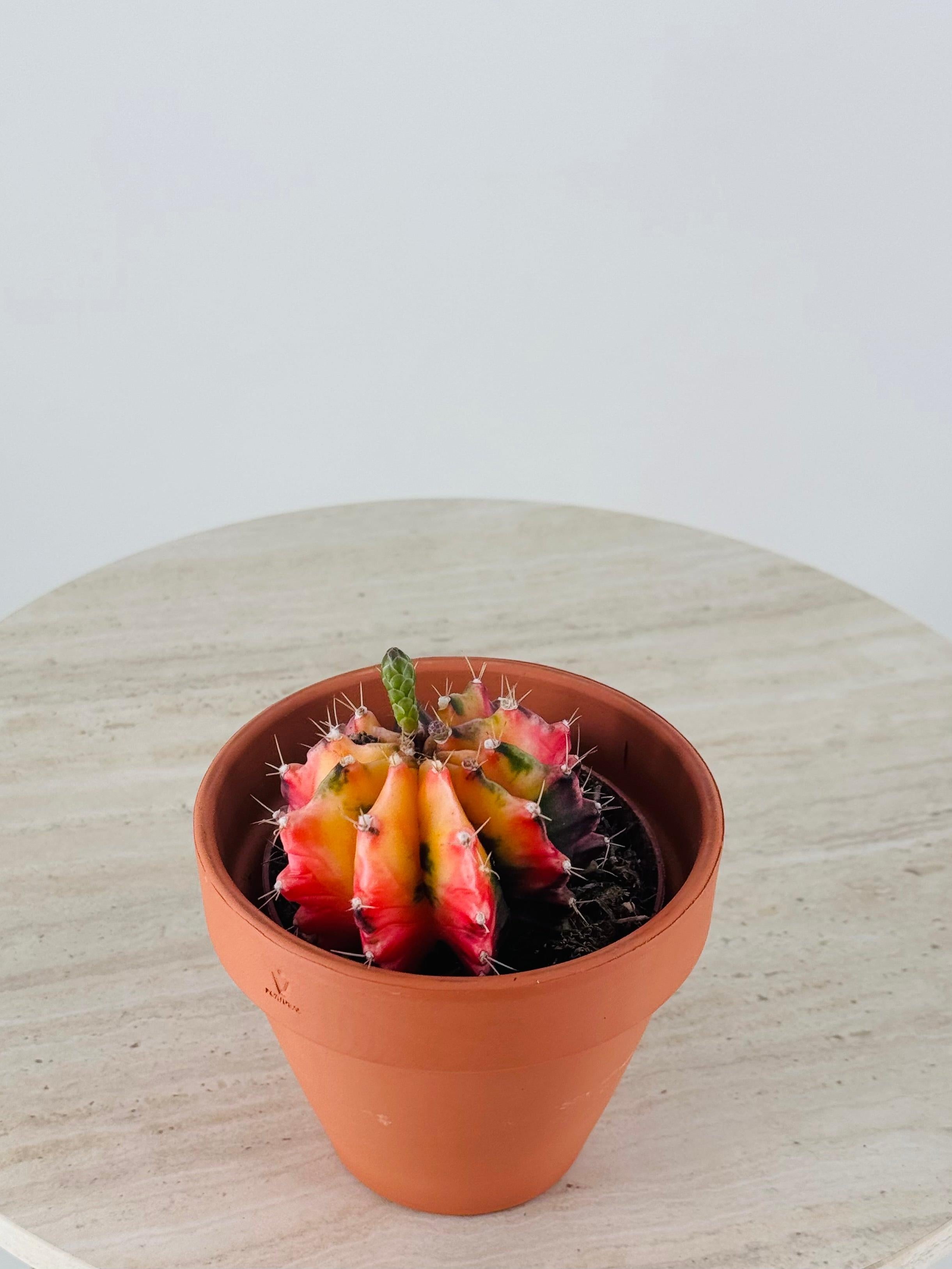 GYMNOCALYCIUM MILHANOVICHII KOI M8,5